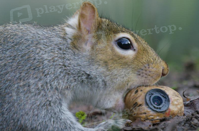 camera espion en terre animale